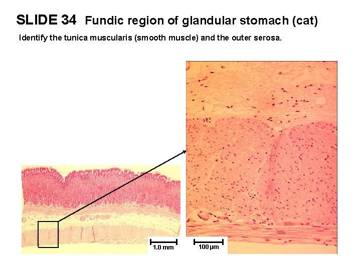 SLIDE 34 Fundic region of glandular stomach (cat) Identify the tunica muscularis (smooth muscle)