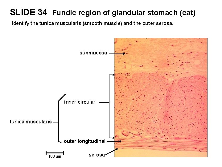 SLIDE 34 Fundic region of glandular stomach (cat) Identify the tunica muscularis (smooth muscle)