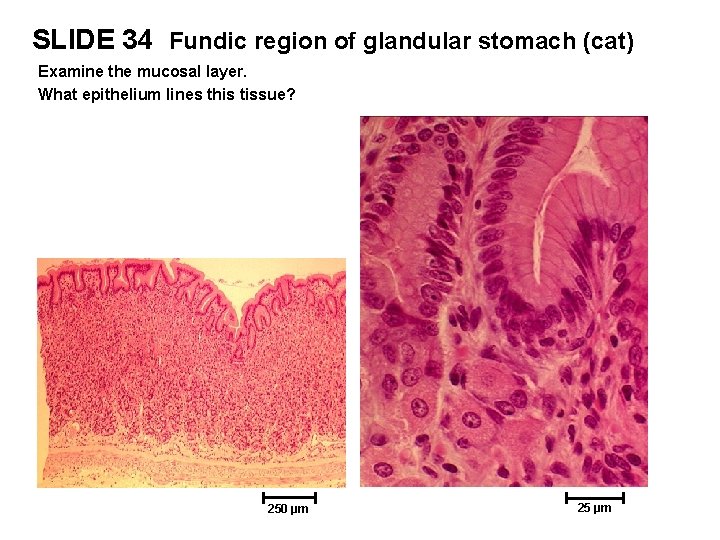 SLIDE 34 Fundic region of glandular stomach (cat) Examine the mucosal layer. What epithelium