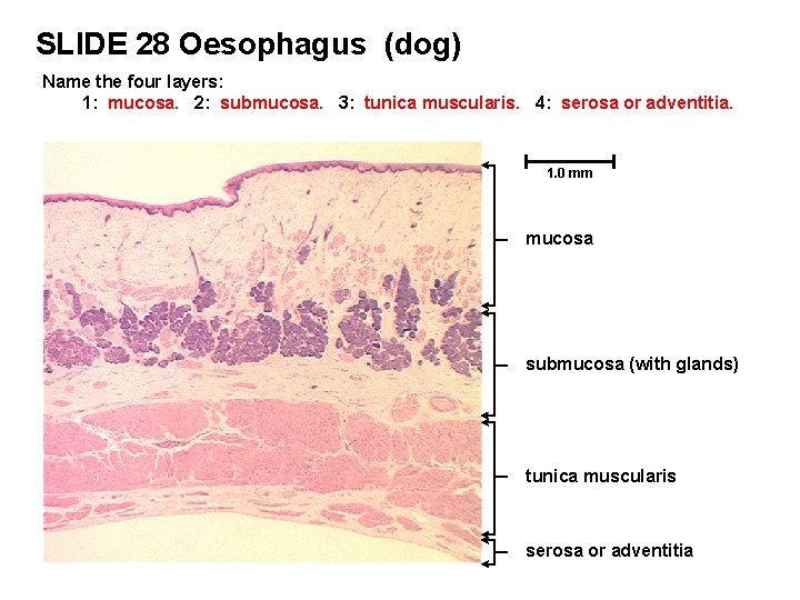 SLIDE 28 Oesophagus (dog) Name the four layers: 1: mucosa. 2: submucosa. 3: tunica