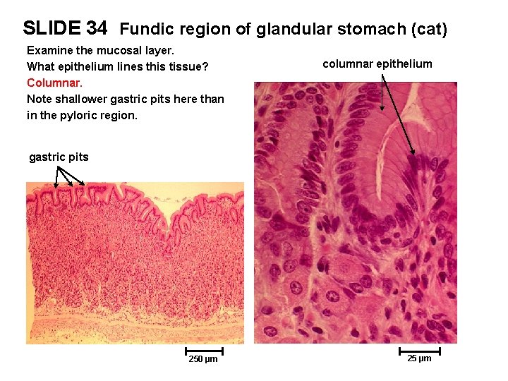 SLIDE 34 Fundic region of glandular stomach (cat) Examine the mucosal layer. What epithelium