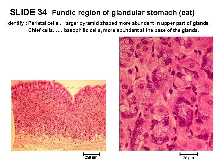 SLIDE 34 Fundic region of glandular stomach (cat) Identify : Parietal cells… larger pyramid
