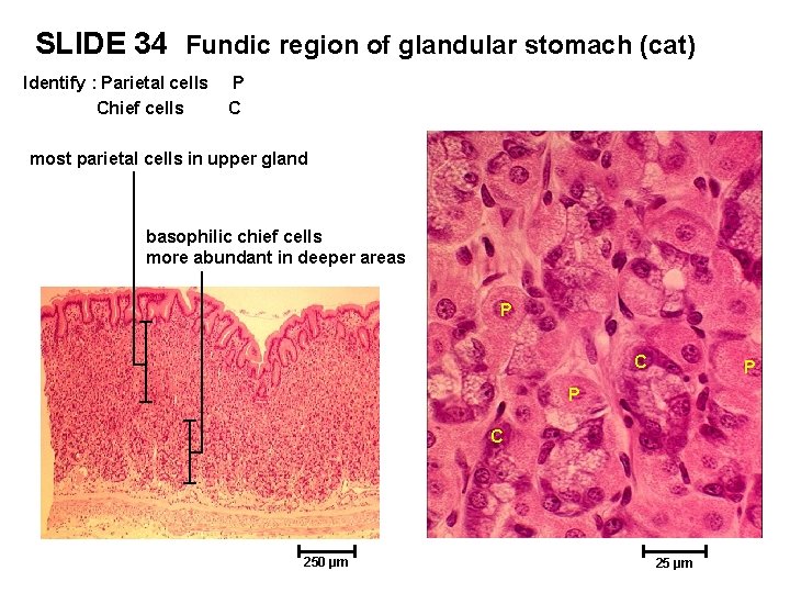 SLIDE 34 Fundic region of glandular stomach (cat) Identify : Parietal cells Chief cells