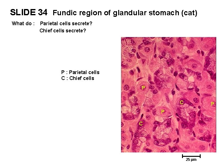 SLIDE 34 Fundic region of glandular stomach (cat) What do : Parietal cells secrete?