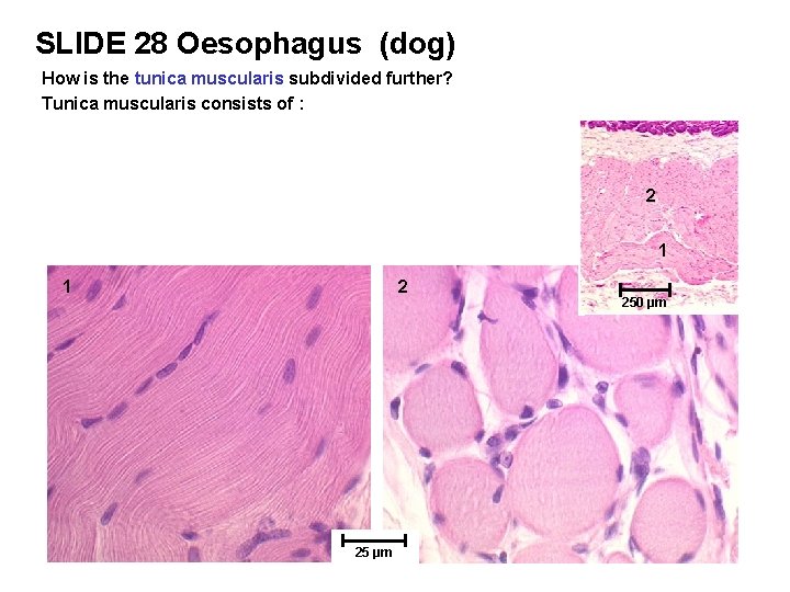 SLIDE 28 Oesophagus (dog) How is the tunica muscularis subdivided further? Tunica muscularis consists