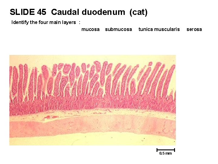 SLIDE 45 Caudal duodenum (cat) Identify the four main layers : mucosa submucosa tunica