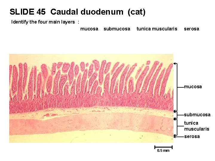 SLIDE 45 Caudal duodenum (cat) Identify the four main layers : mucosa submucosa tunica