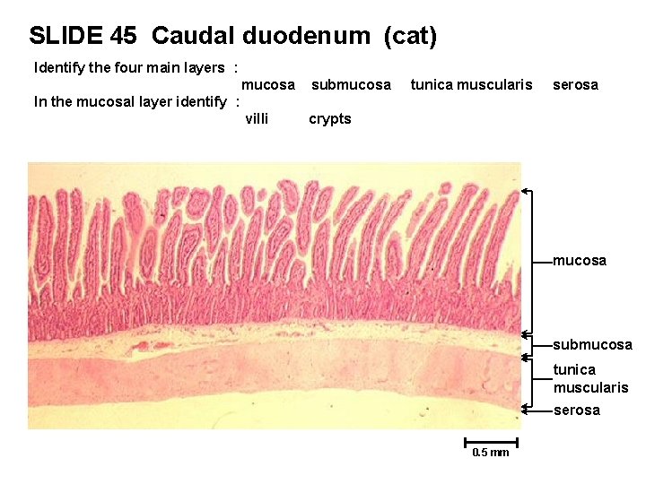 SLIDE 45 Caudal duodenum (cat) Identify the four main layers : mucosa submucosa villi