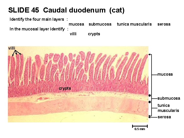 SLIDE 45 Caudal duodenum (cat) Identify the four main layers : mucosa submucosa villi