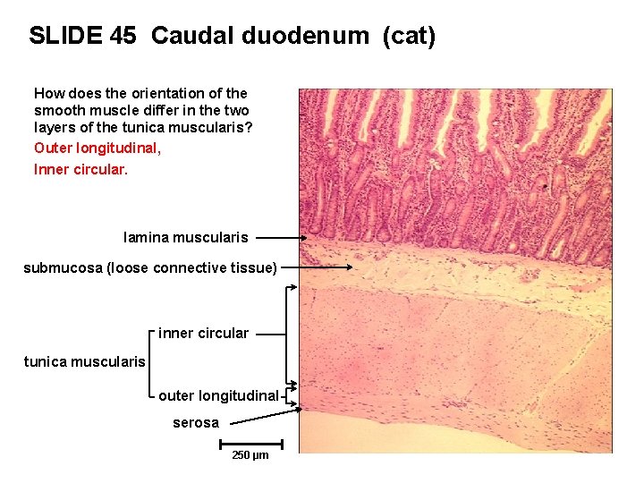 SLIDE 45 Caudal duodenum (cat) How does the orientation of the smooth muscle differ