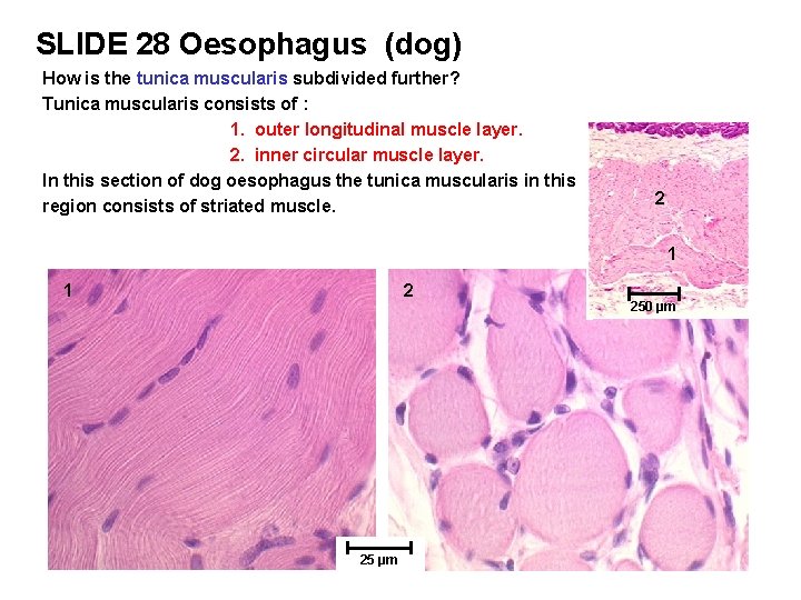 SLIDE 28 Oesophagus (dog) How is the tunica muscularis subdivided further? Tunica muscularis consists