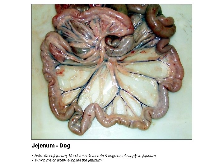 Jejenum - Dog • Note: Mesojejenum, blood vessels therein & segmental supply to jejunum.