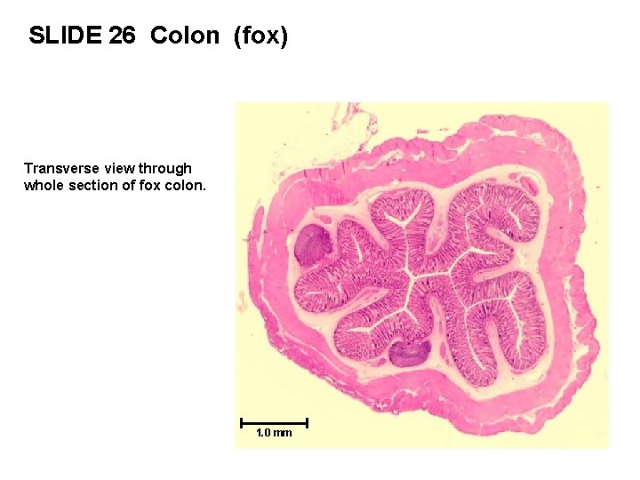 SLIDE 26 Colon (fox) Transverse view through whole section of fox colon. 1. 0