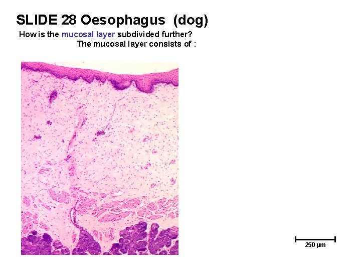 SLIDE 28 Oesophagus (dog) How is the mucosal layer subdivided further? The mucosal layer