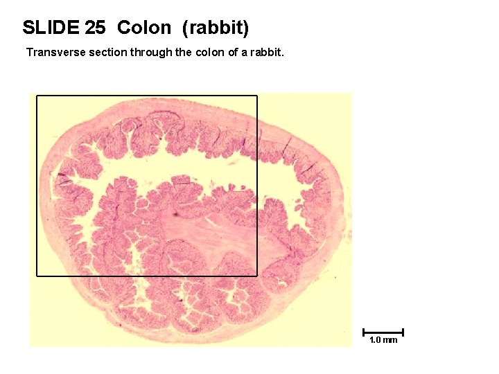 SLIDE 25 Colon (rabbit) Transverse section through the colon of a rabbit. 1. 0