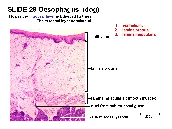 SLIDE 28 Oesophagus (dog) How is the mucosal layer subdivided further? The mucosal layer