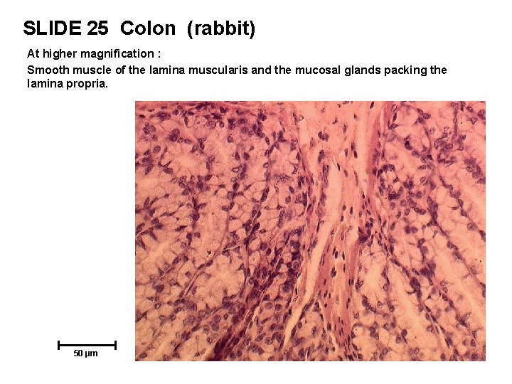 SLIDE 25 Colon (rabbit) At higher magnification : Smooth muscle of the lamina muscularis