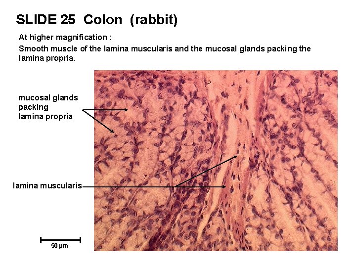 SLIDE 25 Colon (rabbit) At higher magnification : Smooth muscle of the lamina muscularis