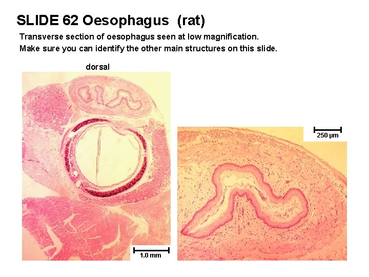 SLIDE 62 Oesophagus (rat) Transverse section of oesophagus seen at low magnification. Make sure