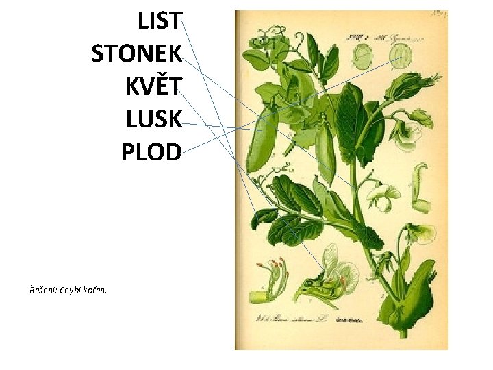 LIST STONEK KVĚT LUSK PLOD Řešení: Chybí kořen. 