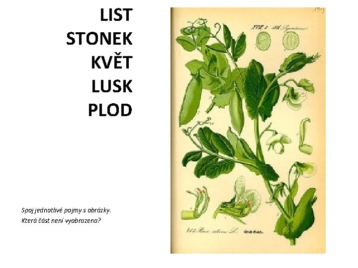 LIST STONEK KVĚT LUSK PLOD Spoj jednotlivé pojmy s obrázky. Která část není vyobrazena?