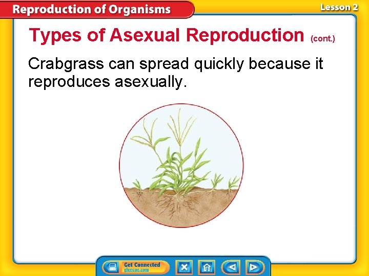 Types of Asexual Reproduction (cont. ) Crabgrass can spread quickly because it reproduces asexually.