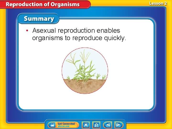  • Asexual reproduction enables organisms to reproduce quickly. 
