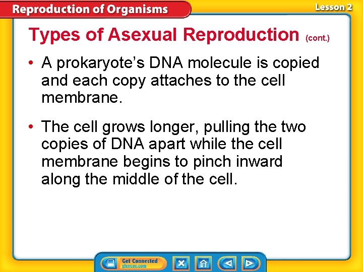 Types of Asexual Reproduction (cont. ) • A prokaryote’s DNA molecule is copied and