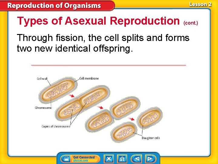 Types of Asexual Reproduction (cont. ) Through fission, the cell splits and forms two