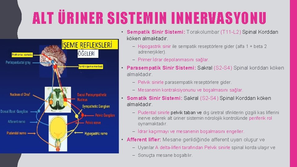 ALT ÜRINER SISTEMIN INNERVASYONU • Sempatik Sinir Sistemi: Torakolumbar (T 11 -L 2) Spinal