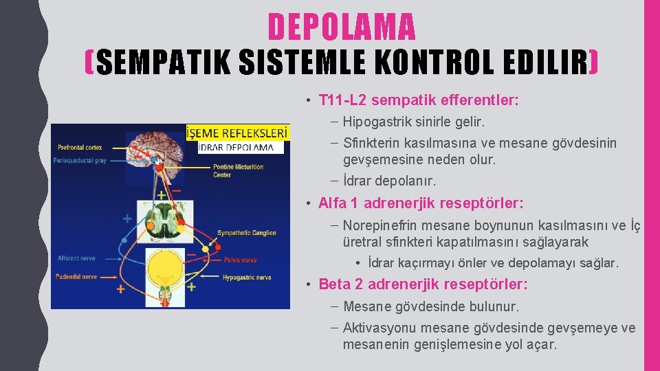 DEPOLAMA (SEMPATIK SISTEMLE KONTROL EDILIR) • T 11 -L 2 sempatik efferentler: – Hipogastrik