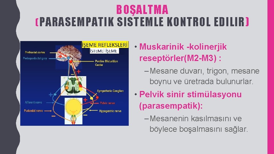 BOŞALTMA ( PARASEMPATIK SISTEMLE KONTROL EDILIR) • Muskarinik -kolinerjik reseptörler(M 2 -M 3) :