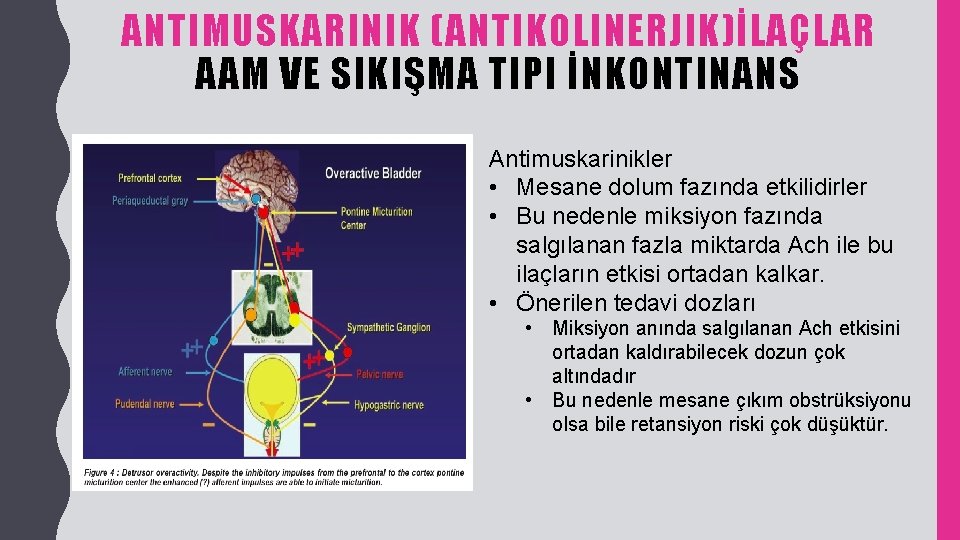 ANTIMUSKARINIK (ANTIKOLINERJIK)İLAÇLAR AAM VE SIKIŞMA TIPI İNKONTINANS Antimuskarinikler • Mesane dolum fazında etkilidirler •