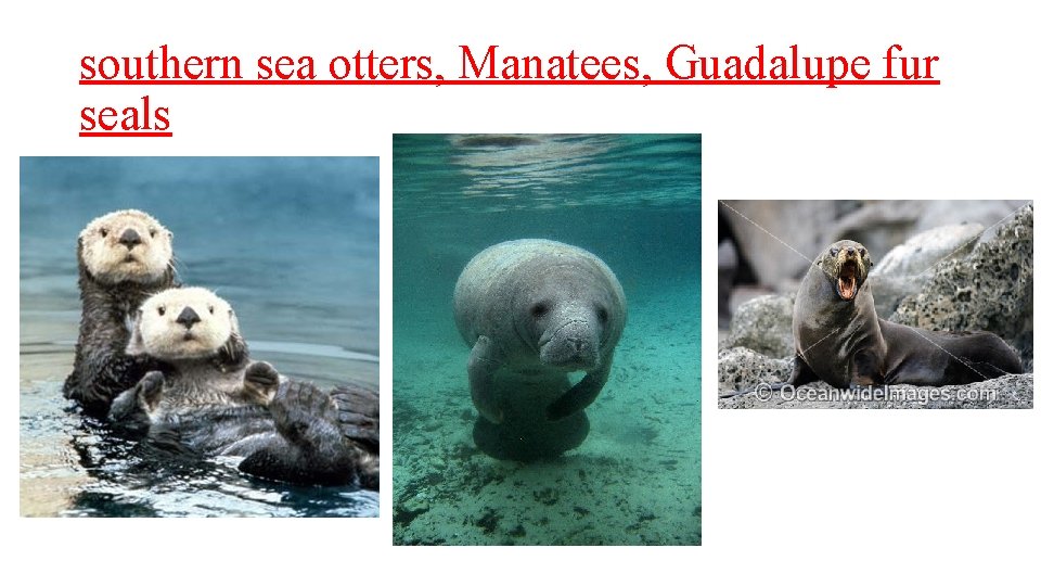 southern sea otters, Manatees, Guadalupe fur seals southern sea otters, Manatees, Guadalupe fur seals