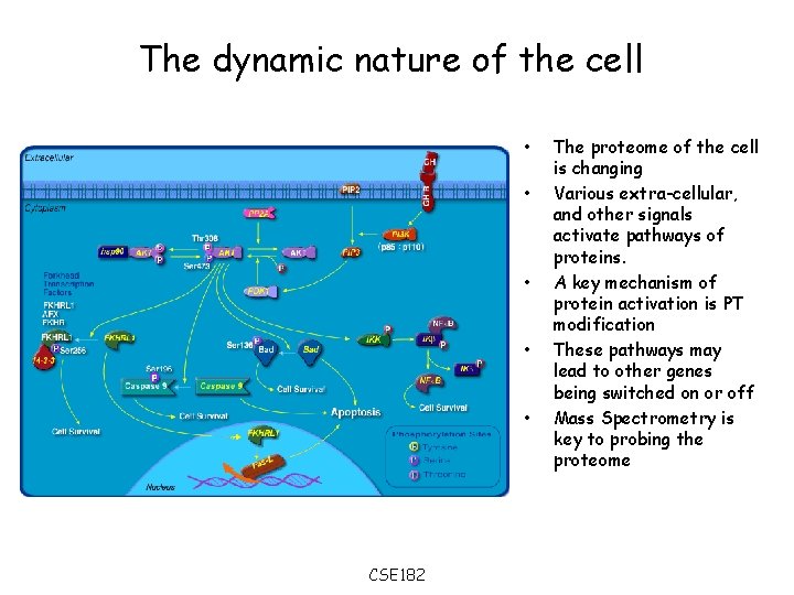The dynamic nature of the cell • • • CSE 182 The proteome of