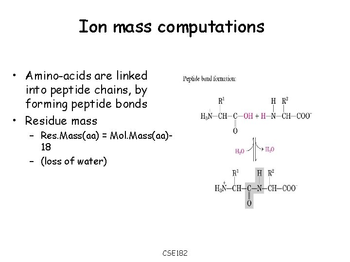 Ion mass computations • Amino-acids are linked into peptide chains, by forming peptide bonds