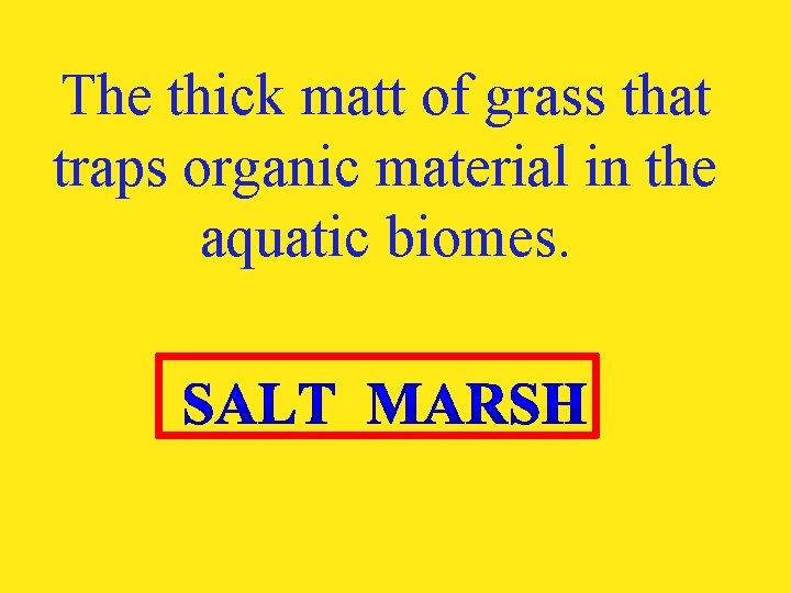 The thick matt of grass that traps organic material in the aquatic biomes. 