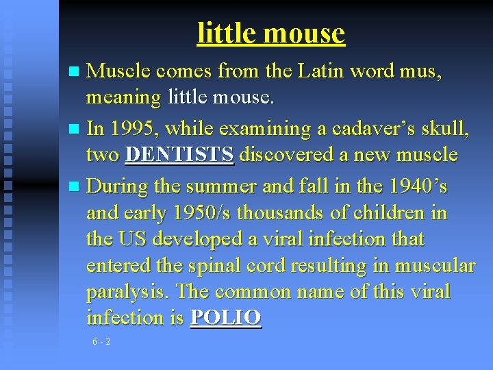 little mouse Muscle comes from the Latin word mus, meaning little mouse. n In