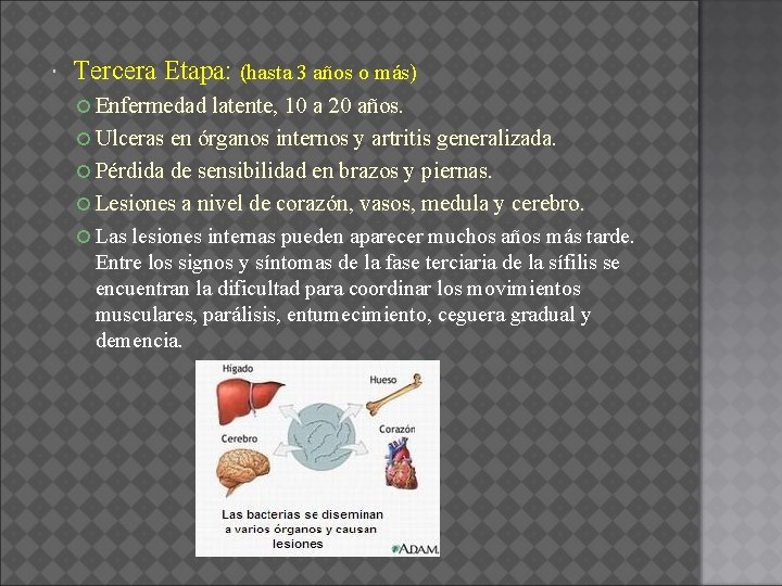  Tercera Etapa: (hasta 3 años o más) Enfermedad latente, 10 a 20 años.