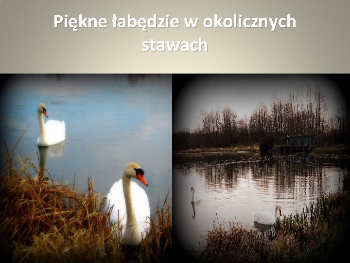 Piękne łabędzie w okolicznych stawach 