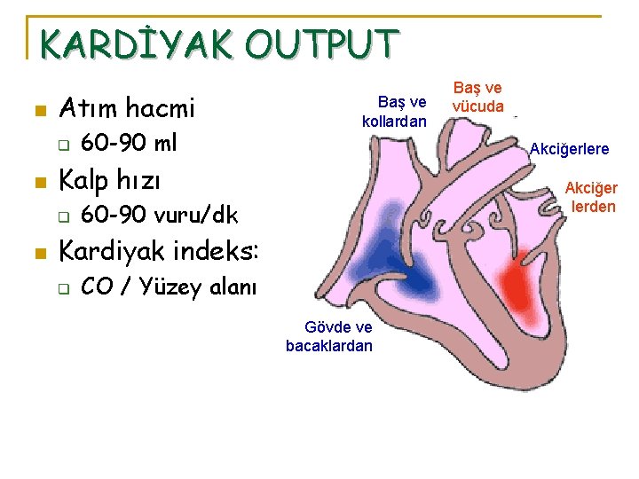 KARDİYAK OUTPUT n Atım hacmi q n Akciğerlere Kalp hızı q n 60 -90