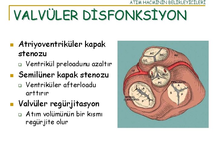 ATIM HACMİNİN BELİRLEYİCİLERİ VALVÜLER DİSFONKSİYON n Atriyoventriküler kapak stenozu q n Semilüner kapak stenozu