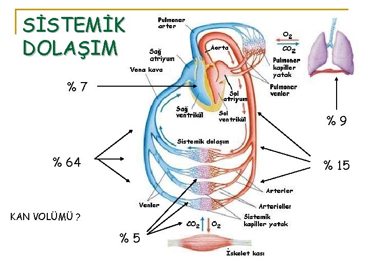 SİSTEMİK DOLAŞIM %7 %9 % 64 % 15 KAN VOLÜMÜ ? %5 