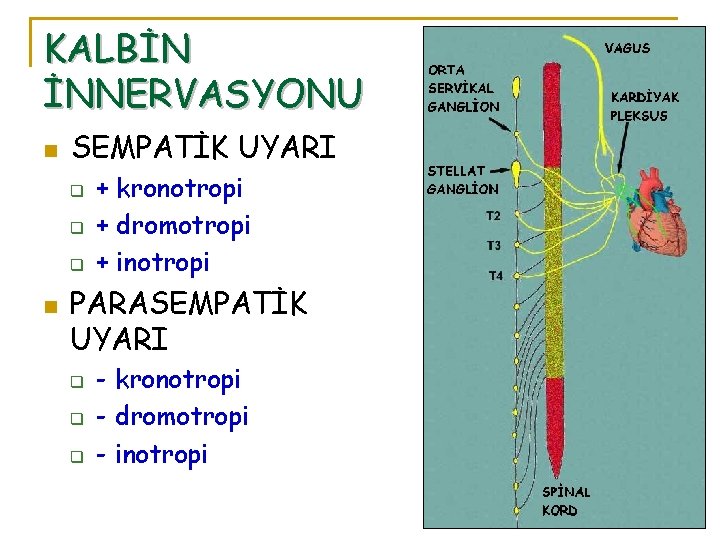 KALBİN İNNERVASYONU n SEMPATİK UYARI q q q n + kronotropi + dromotropi +