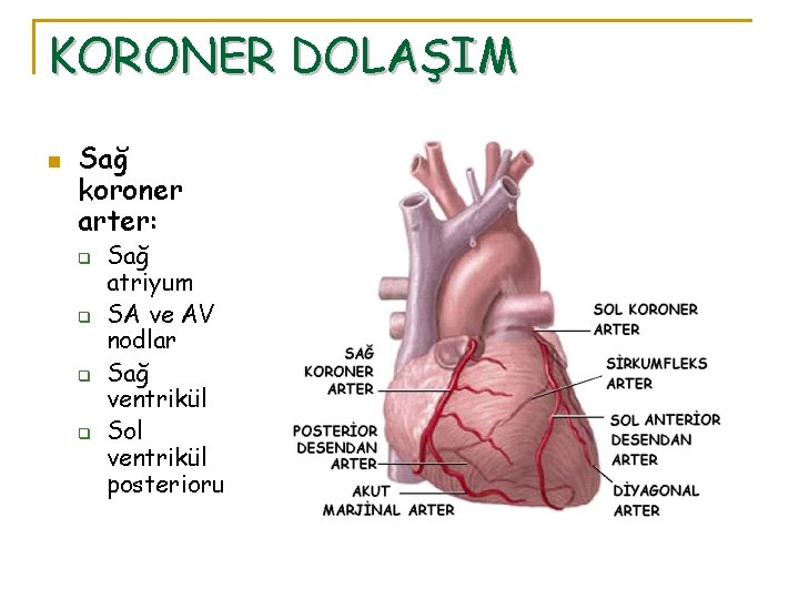 KORONER DOLAŞIM n Sağ koroner arter: q q Sağ atriyum SA ve AV nodlar