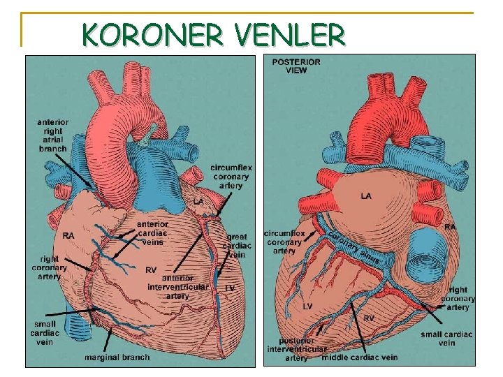 KORONER VENLER 