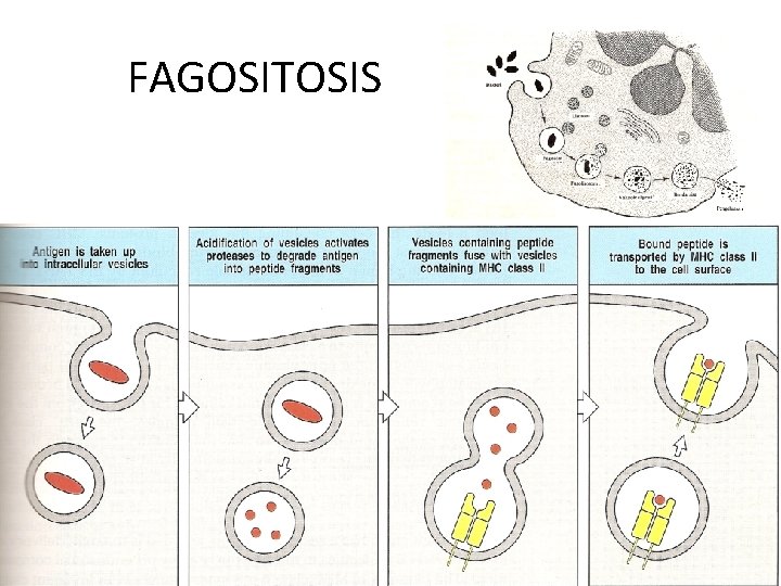 FAGOSITOSIS 