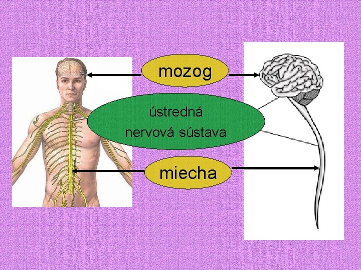mozog ústredná nervová sústava miecha 