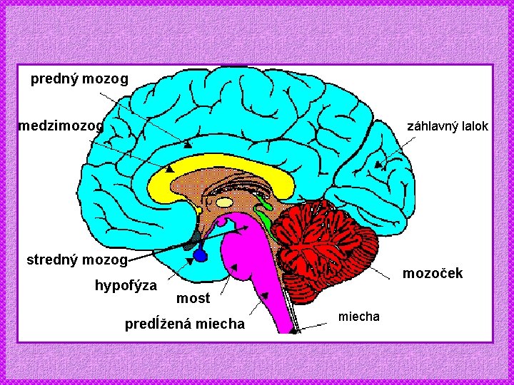 predný mozog medzimozog záhlavný lalok stredný mozog hypofýza mozoček most predĺžená miecha 