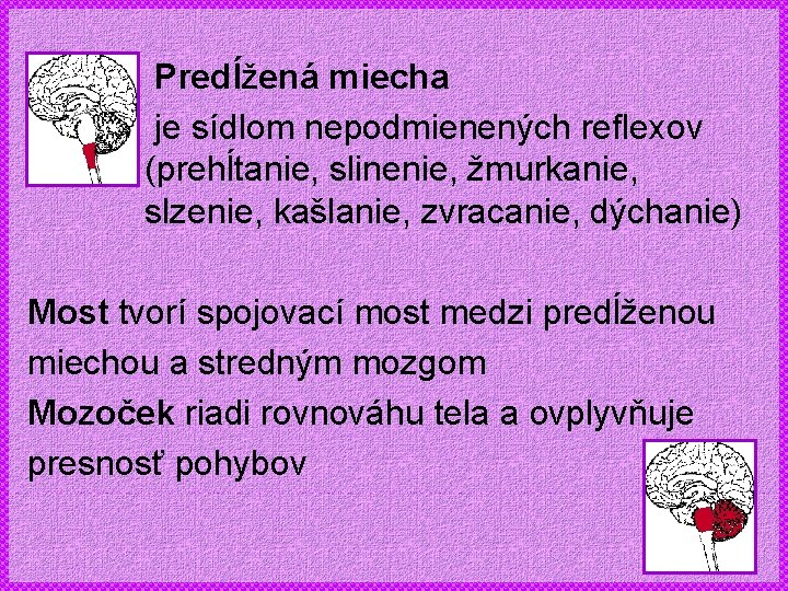 Predĺžená miecha je sídlom nepodmienených reflexov (prehĺtanie, slinenie, žmurkanie, slzenie, kašlanie, zvracanie, dýchanie) Most